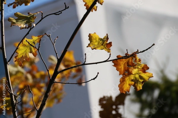 Obraz Ветки и листья