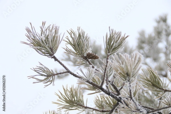 Obraz Сосновая ветка с инеем
