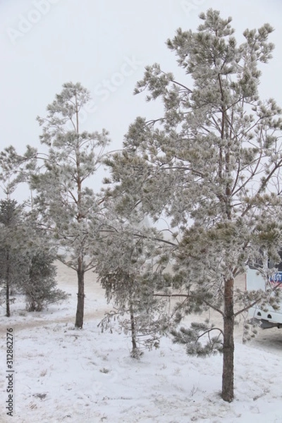 Obraz Сосны в Инее