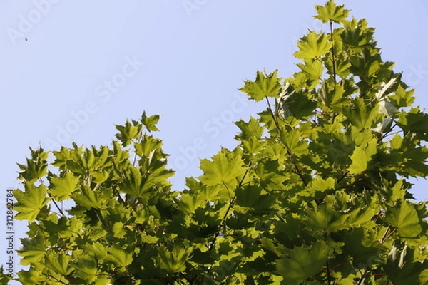 Obraz Листья кленовые