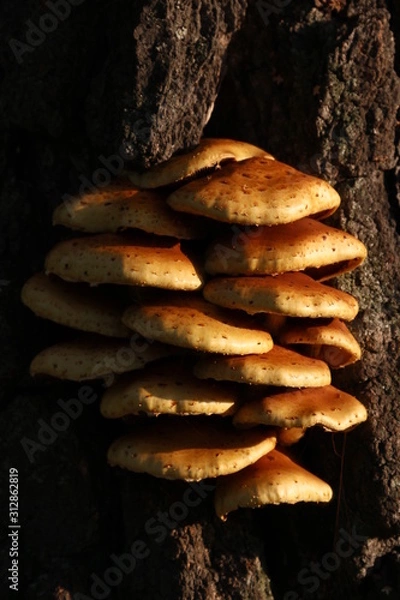 Obraz Грибы на дереве