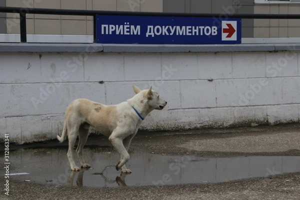 Obraz Собака перед сдачей документов
