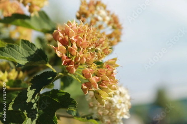 Obraz flowers in spring