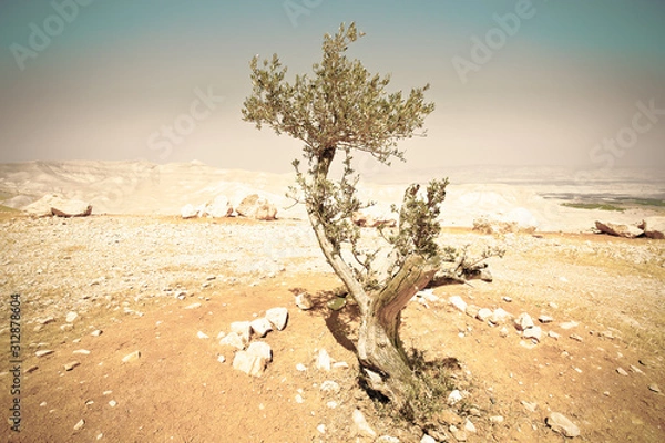 Fototapeta Olive tree in Desert