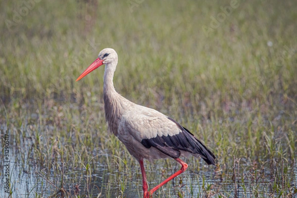Fototapeta Cigüeña