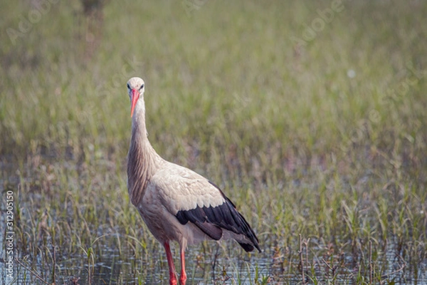 Fototapeta Cigüeña