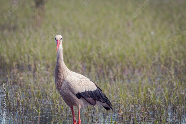 Fototapeta Cigüeña