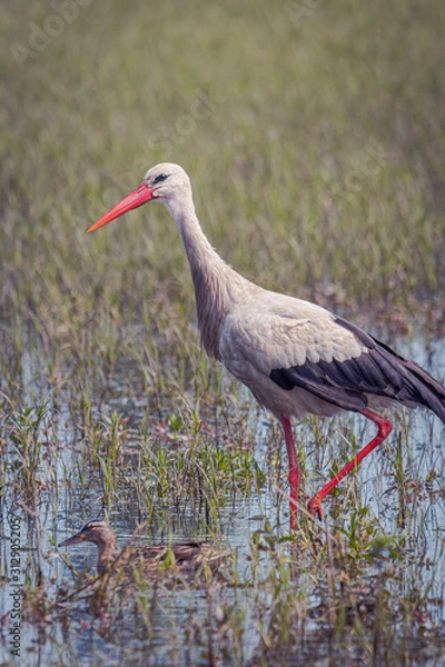 Fototapeta Cigüeña