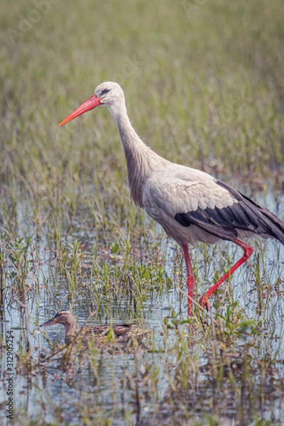 Fototapeta Cigüeña