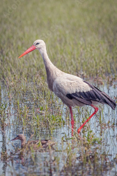 Fototapeta Cigüeña