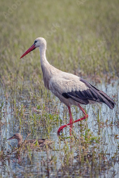 Fototapeta Cigüeña