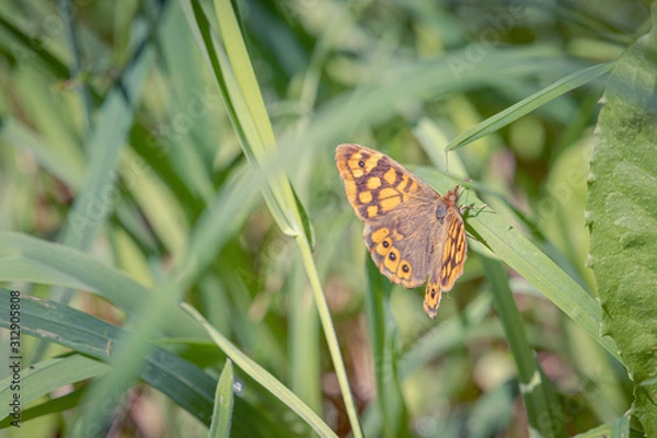 Fototapeta Mariposa