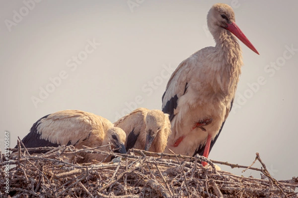 Obraz Nido de cigüeñas