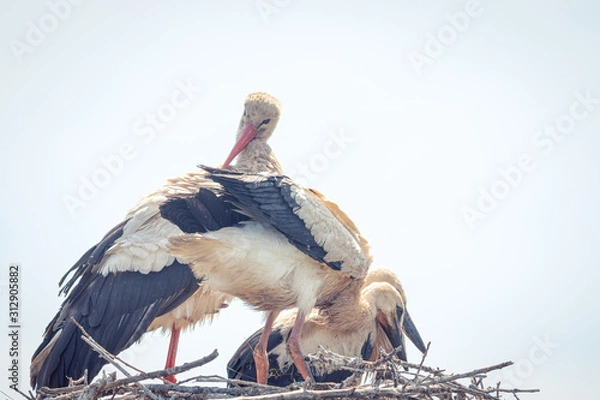 Obraz Nido de cigüeñas