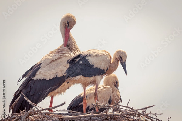Fototapeta Nido de cigüeñas