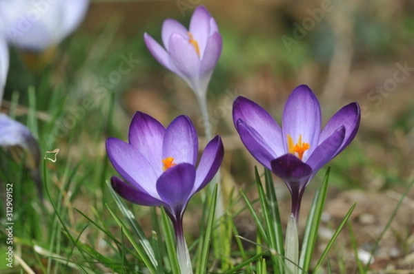 Obraz Jesienny krokus