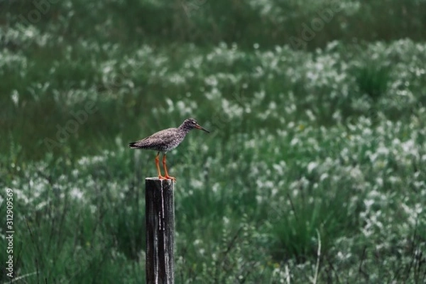 Obraz Oiseau perché dans les marécages