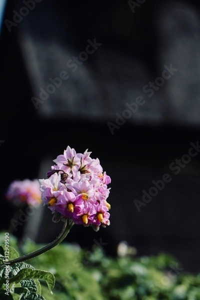 Obraz Eglise nordique