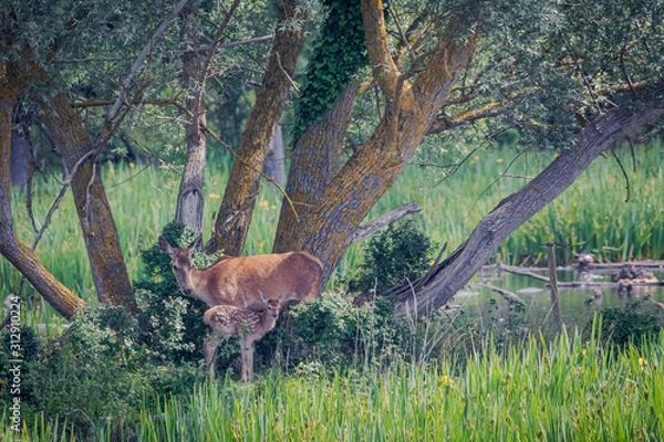 Obraz Cervatillo y su mami