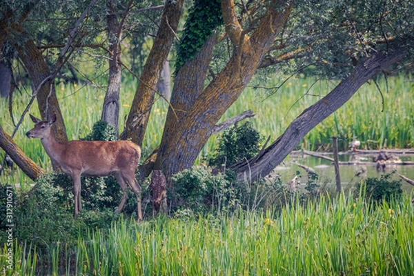 Obraz Cervatillo y su mami