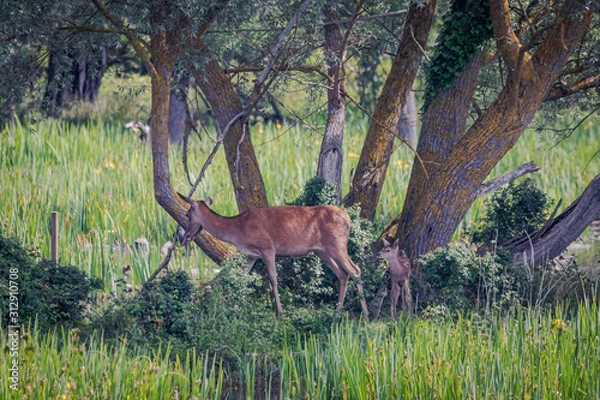 Obraz Cervatillo y su mami