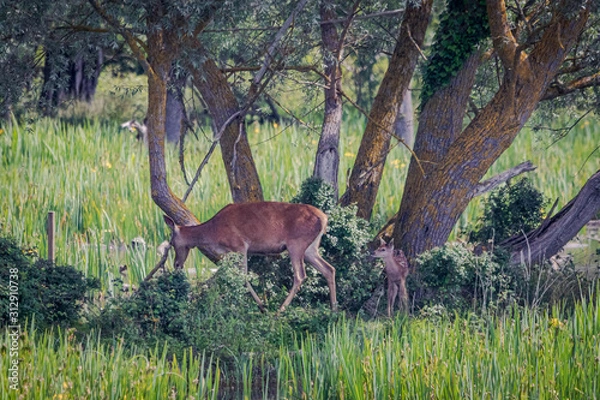 Obraz Cervatillo y su mami