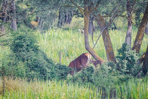 Obraz Cervatillo y su mami
