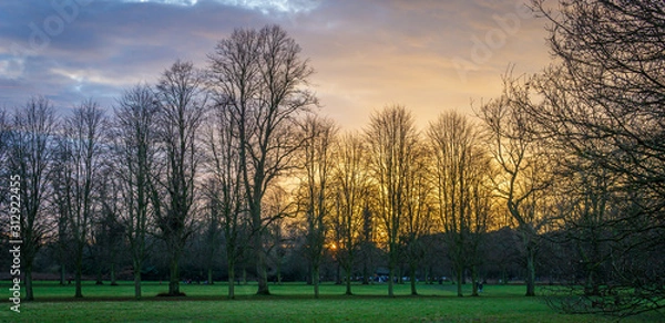 Obraz Trees at sunset