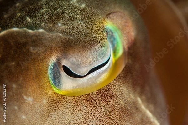 Obraz The surprising underwater world of the Indian and Pacifical Oceans