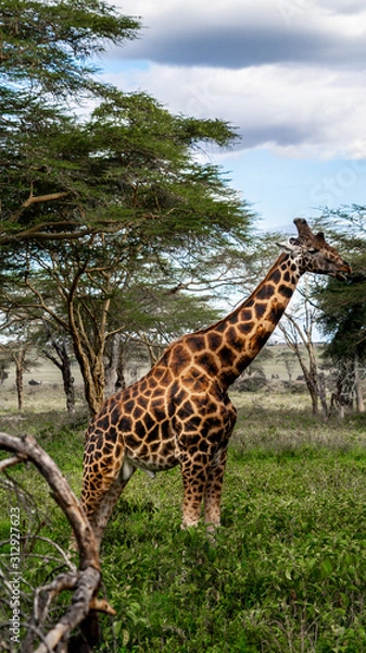Obraz Wild giraffe in african savannah
