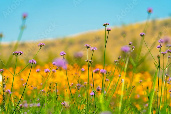 Fototapeta Blooming yellow and purple flower in the field in spring or summer