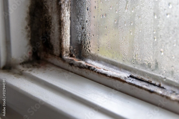 Fototapeta Mold fungus and moist in left corner of window frame and on glass 