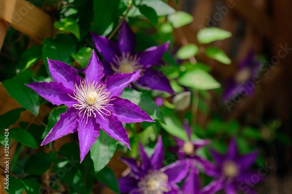 Obraz Purple clematis flower bloom with green leaf