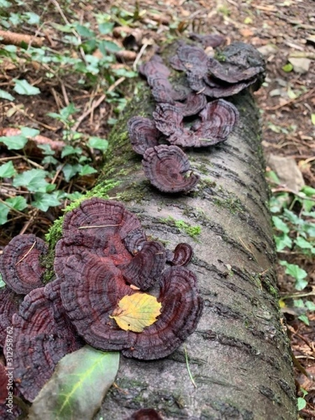 Obraz fungus on a tree