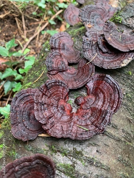 Obraz snake on the grass