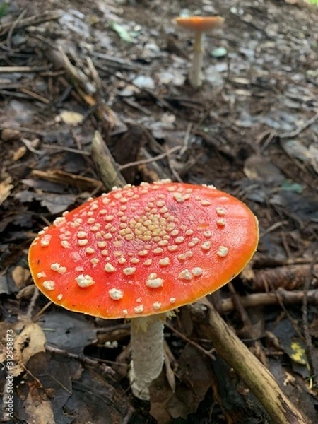 Fototapeta fly agaric in the forest