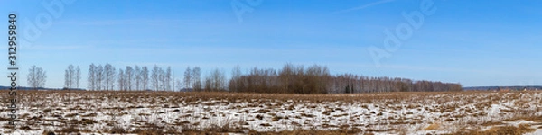 Fototapeta Panorama of a wild field located on the edge of a birch forest. The photo was taken on a Sunny day in early spring. Vladimir region, Russia.