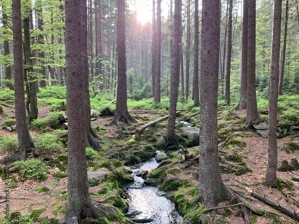 Fototapeta Forest in sunset in national park with small river