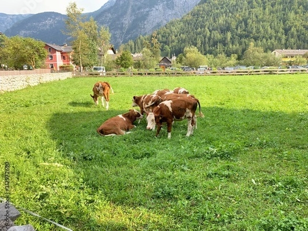 Fototapeta Brows cows on grass, Hallstatt