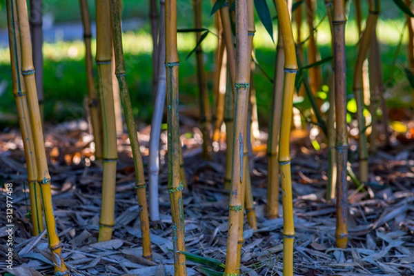 Fototapeta Bamboo in a garden from below