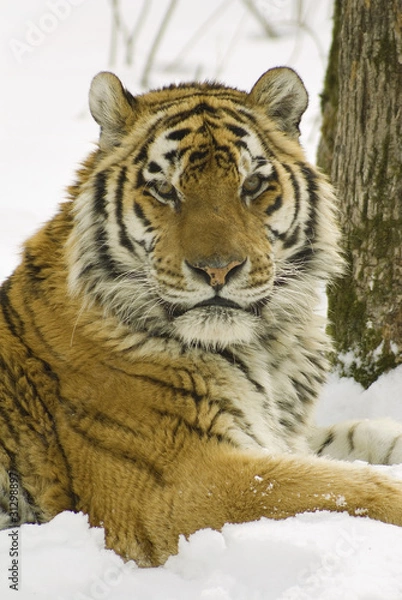 Fototapeta Siberian tiger