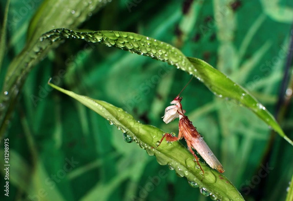 Obraz Orchideenmantis01