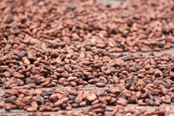 Obraz Cacao 