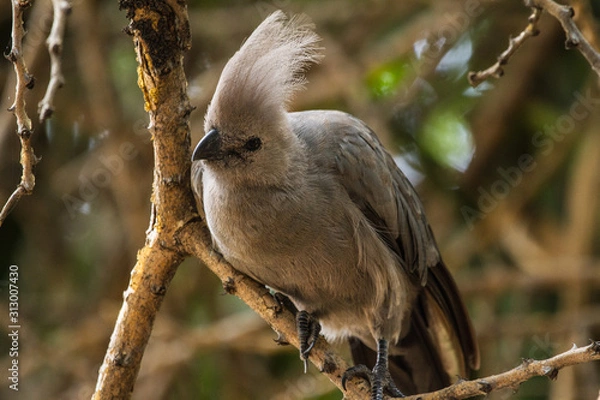 Obraz Common Go-Away Bird on a tree