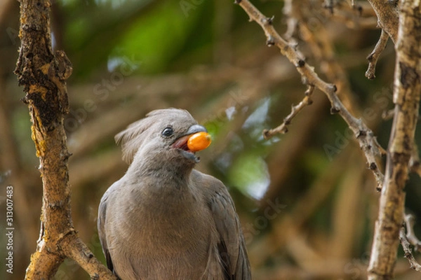 Obraz Common Go-Away Bird on a tree