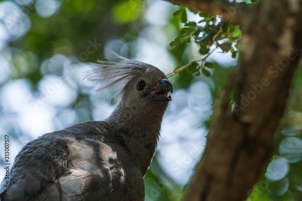 Obraz Common Go-Away Bird on a tree
