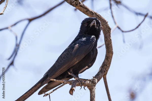 Obraz Drango on a tree