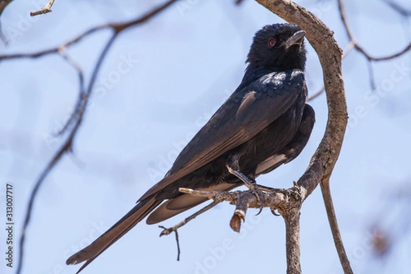 Obraz Drango on a tree