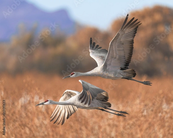 Fototapeta Two sandhill cranes in flight over cornfield at Bosque del Apache National Wildlife Refuge in New Mexico