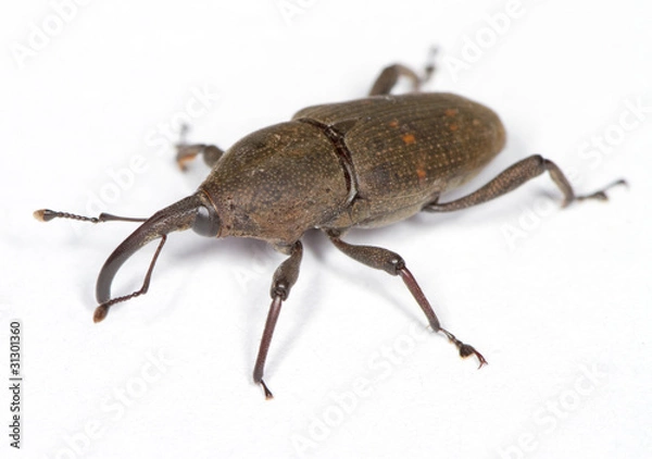 Obraz Weevil On White Surface